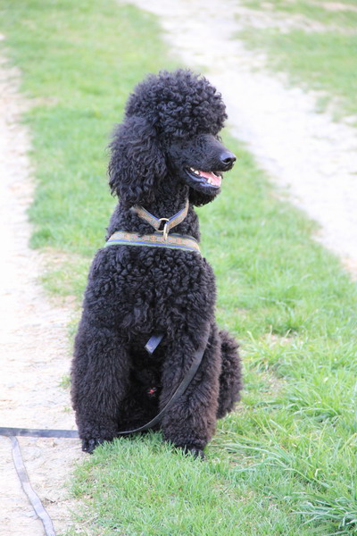 Loki vor dem Frisörtermin