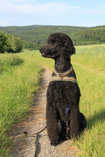 Fürst Loki aus dem Bottenberger Wald